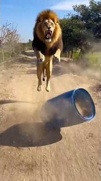 शेर आ गया #funny #comedyreels