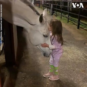 9.3K reactions · 571 shares | Five-year-old Texas girl Lilly Rae Buncher is a little “horse whisperer”. She loves spending time with horses and the animals seem to enjoy her company too. Her mother shared this video of her kissing and soothing a horse named Mac along with trainer Philippe Creuzot at Sky High Equestrian Center in Tomball, Texas. | Voice of America | Facebook