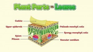 Internal structure of a leaf 2D animation