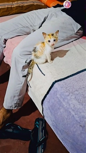 Baby cat’s secret ladder mission successful! 🥰 #shorts #short #cat #youtubeshorts #trending #viral