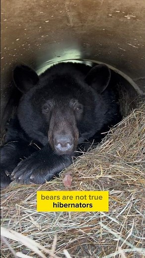 Do our bears hibernate? #animals #animalsofyoutube #animalfacts