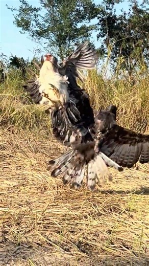Amazing skill Eagle hunt their prey #wildlife #eagleflying #birds #harehunting
