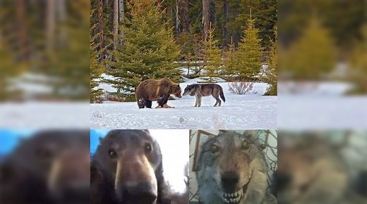 What Is The 'Staring Bear And Wolf' Meme? The Origins Of The 'Blursed' Image Explained