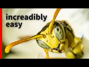 Macro Photography: Cheat Code for Beginners