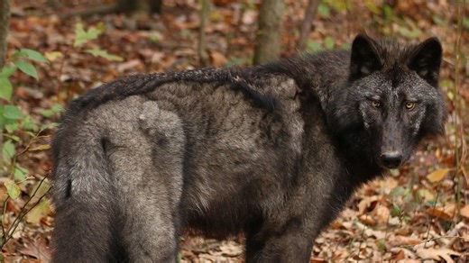 'Shock and heartbreak': Rattlesnake bite kills wolf at Lakota Wolf Preserve