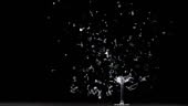Empty wine glass on black background is shoot and breaks / explodes...