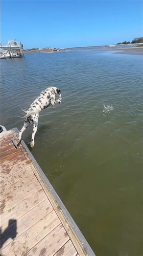 Boat launch? More like dog launch.