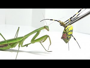 What happens when you feed an exploding spider to a praying mantis?