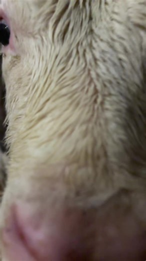 Discovering Dairy Farms: A Glimpse into Calf Rearing