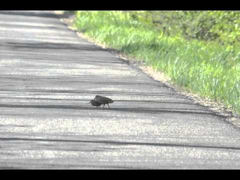 American Woodcock walk
