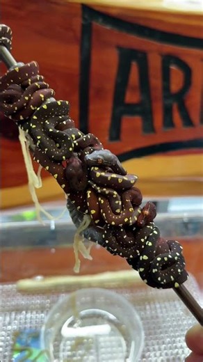 Babies first shed! #shed #reptiles #gorgeous