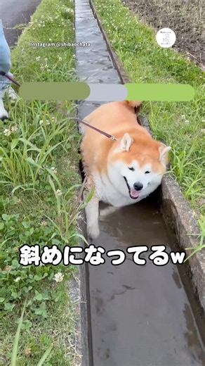 A chubby Shiba Inu running through a waterway 🐶 #ShibaInu #DogLife #CuteDog #Cute