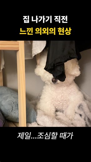 집 나가기 직전 느낀 의외의 현상 #dogshorts