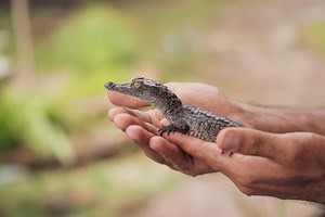 11 Biblical Meanings of Alligators in Dreams: Good Luck?