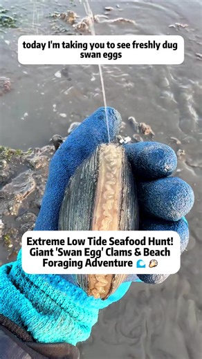 Extreme Low Tide Seafood Hunt: Digging for Giant Clams