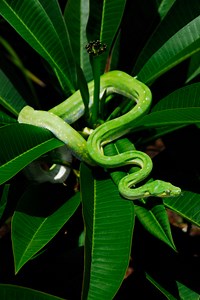 Green Tree Python is a non-venomous python species found in the Cape...