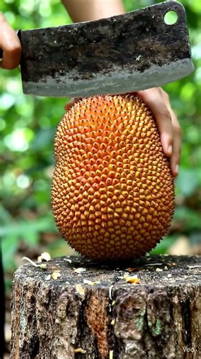 ninja fruit