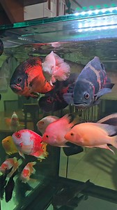 47K views · 876 reactions | Kahobby monster fish tank 327g  #monsterfishtank #customtank #aquarium #fishtank #undersumpfilter #mangbenaquarium #aquafranz #kahobby #monsterfish #oscarfish #arowanafish #parrotfish #plecofish #pacufish #cichlids #aquariumfish #monsterfishkeepers #communitytank #aquariumlife #HappyFishKeeping | AquaFranz | Facebook