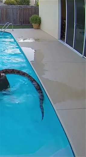 MAN VS SNAKE: Owner Jumps into Pool to Save Pet from Danger #snake #pets #rescue