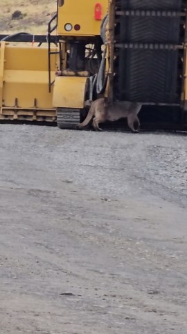 Mother Puma Retrieves Curious Cub From Construction Machinery
