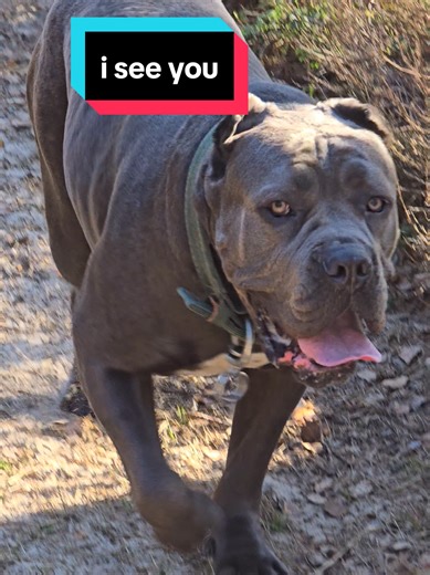Cane Corso Walking Home #canecorso #canecorsopuppy #канекорсо #канекорсоитальяно