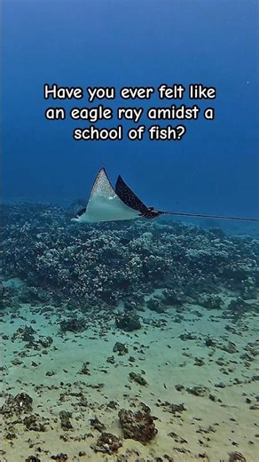 Spotted Eagle Rays & a Rainbow Reef 🌈