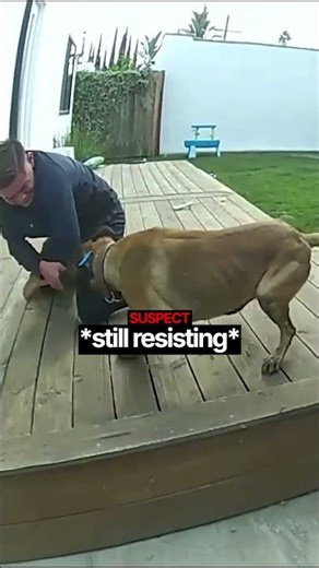 Police Release Dog on Fleeing Suspect