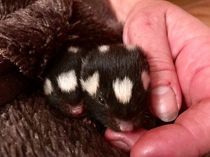584K views · 4.8K reactions | You might not think of five little baby skunks as being cute but LOOK AT THEM! ❤️They're rare eastern spotted skunks that were orphaned and they've won the hearts of their rescuers at Owl's Nest Sanctuary for Wildlife. STORY: fox13news.com/news/local-news/268931907-story | FOX 13 News - Tampa Bay | Facebook
