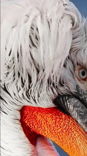 Majestic Dalmatian Pelican