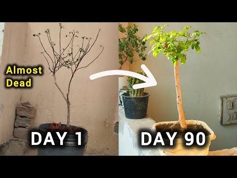 How I Turned My Dying Plant Into A Bonsai
