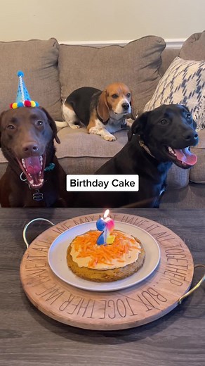 Rusty's Special Birthday Cake Baking Celebration 🎂🐶
