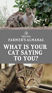 5.9K views · 288 reactions | What does it mean when a cat meows? Here’s a look at what your cat is saying to you when it moves its ears, widens its eyes, rubs its nose on you, or uses any other cat body language! Almanac.com/what-your-cat-saying-you | The Old Farmers Almanac | Facebook