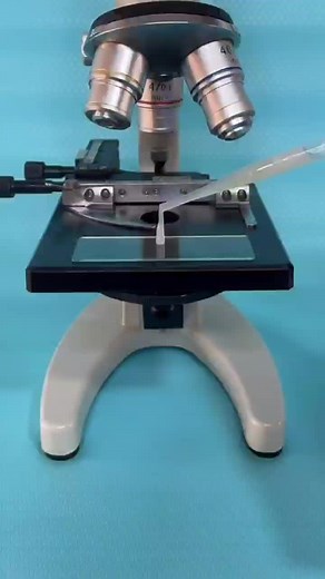 U can guess,the sperm from America friend or from Asia friend? 🤭 #sper #egg #human #microscope #microscope666 #foryou #fyp #tiktok #tiktoker #challenge #scientist #science #zoom #happy #sad #asian #america