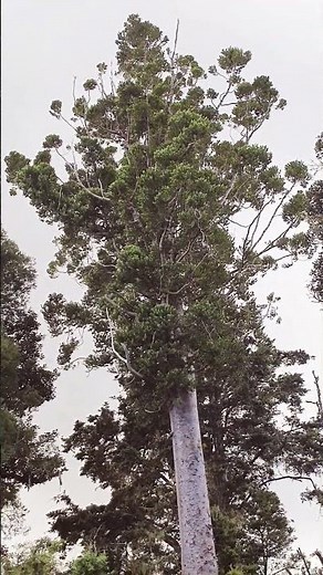 Kauri Tree