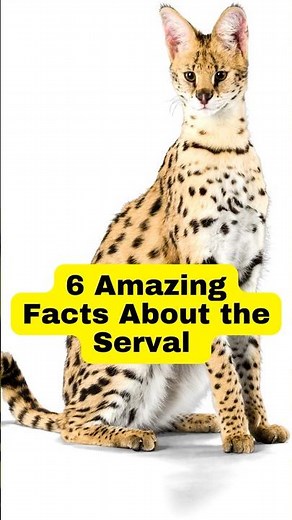 6 Amazing Facts About the Serval 🐆 ServalCat #facts #shorts