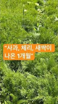 심은 지 1개월, 새로 싹트기 시작한 사과, 체리#사과나무 #체리나무 #블루베리 #매실 #1개월성장 #새싹 #심은지1개월