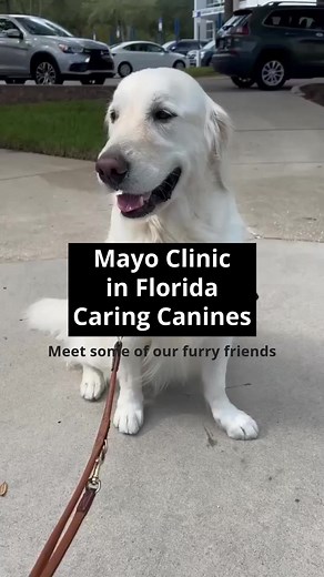 30K views · 350 reactions | These dogs are among 40 registered...