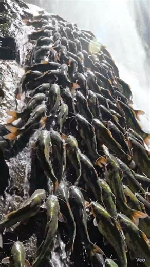 The Impossible Ascent: Bumblebee Catfish Conquer the Falls