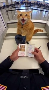 Poor Kitty Has to Go Into Quarantine 😭