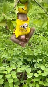 CUTIS farmers show off their guava harvesting skills #cutis #monkey #shortvideofbreels | Reading Real Story