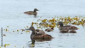 common eider female bird and offspring fledgling swim at sea Somateria mollissima