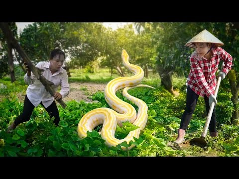 Giant Python Invades the Garden — A Rural Girl Fights Back