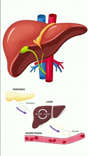 What does the liver do?