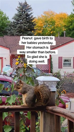 Peanut the Squirrel Welcomes New Babies