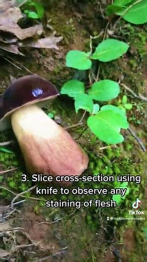 How to Identify Bolete Mushrooms: 5 Steps to ID