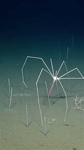 விசித்திரமான கடல் சிலந்தி ! || Amazing Sea Spider Facts || Tamil Info Share #shorts