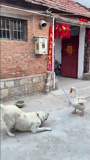 The Ultimate Dog vs. Goose Showdown: Labrador's Win