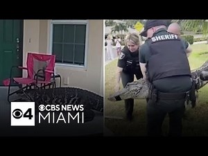 Caught on video: huge alligator wanders to doorstep of Florida home