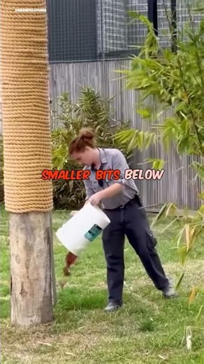 Tiger's Secret Skill: Why Trees Offer No Escape