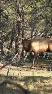 ARIZONA BULL ELK